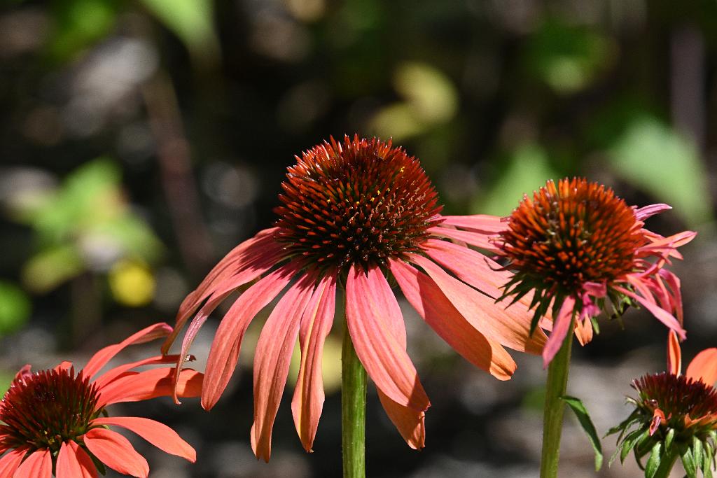 2025-07049354 Acton Arboretum, MA.JPG - Coneflower. Acton Arboretum, MA, 7-4-2025